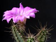Thumbnail of 0028.1_Echinocereus pentalophus procumbens_20140515_02(1).JPG